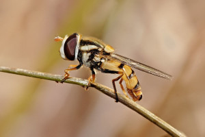 800px-hoverfly07