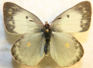 800px-Colias_philodice_white_form