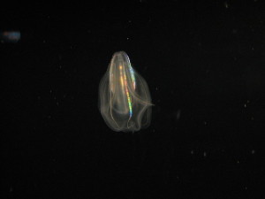 800px-Warty_comb_jelly_(mnemiopsis)